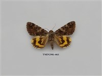 藏品(夜蛾384)的圖片